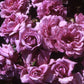 Sapphire Rose Bush for Sale