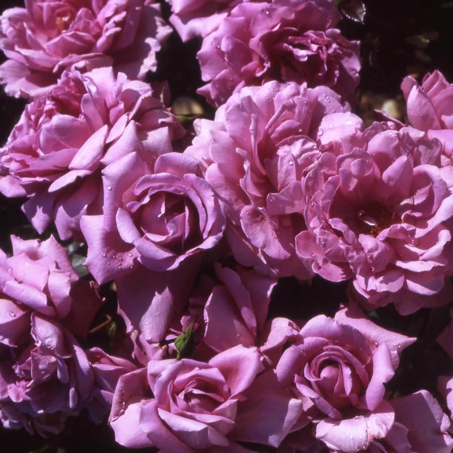 Sapphire 45th Anniversary Rose Bush Gift - Rose Bush Gift - Tree2mydoor