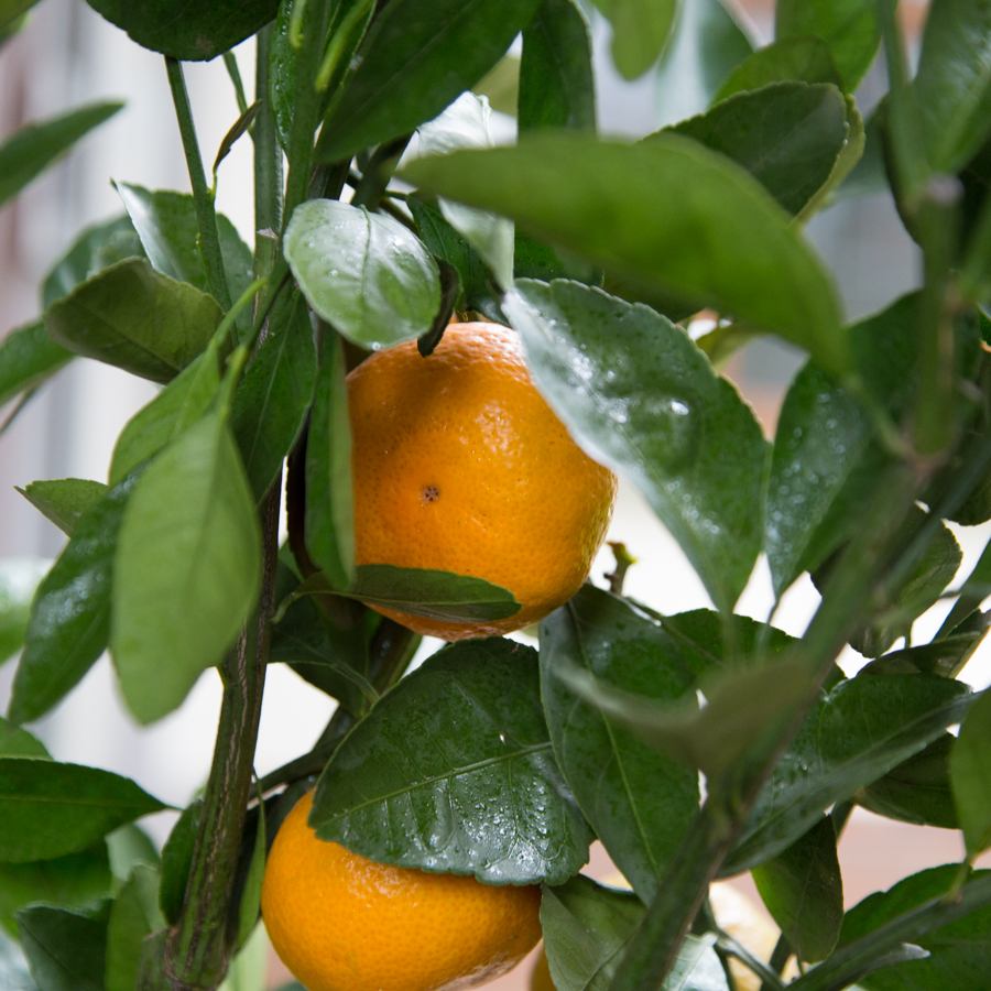 Satsuma Orange Tree