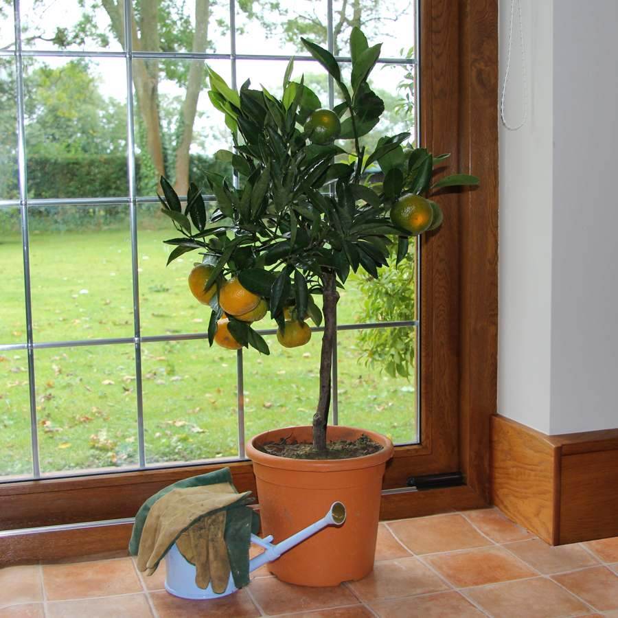 Satsuma Tree Gift - Citrus Tree Gift - Tree2mydoor