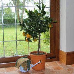 Satsuma Tree Gift - Citrus Tree Gift - Tree2mydoor