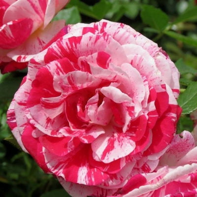 Buy a Scentimental Rose Bush Gift
