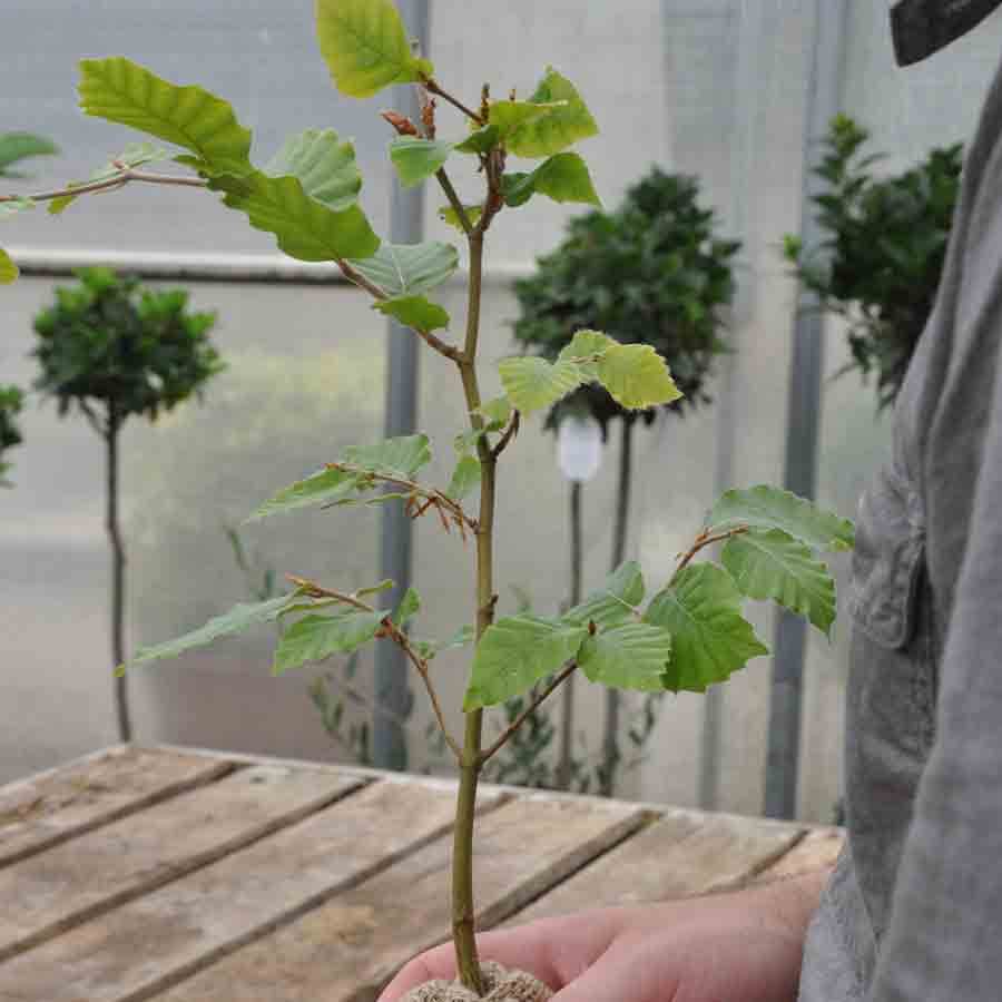 Beech Tree Gift - Native Tree Gift - Tree2mydoor