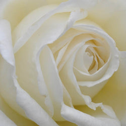 Happy Silver Wedding Rose Bush Gift - Rose Bush Gift - Tree2mydoor