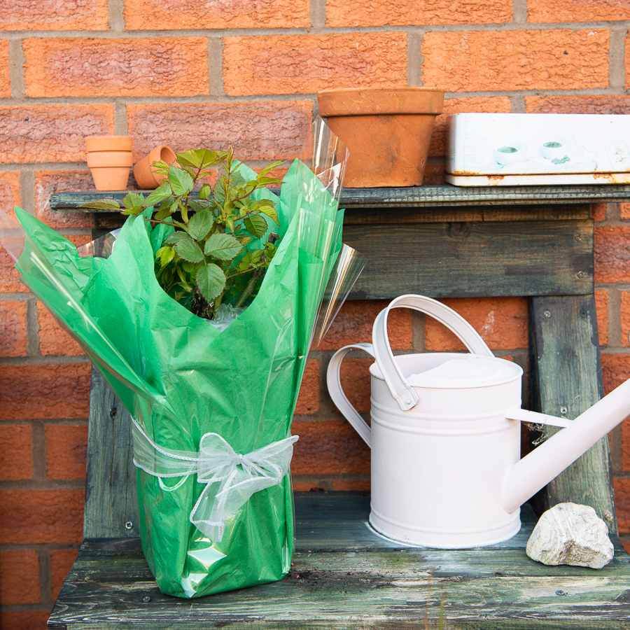 Silver Anniversary Rose Bush Gift - Rose Bush Gift - Tree2mydoor