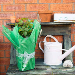 Silver Anniversary Rose Bush Gift - Rose Bush Gift - Tree2mydoor