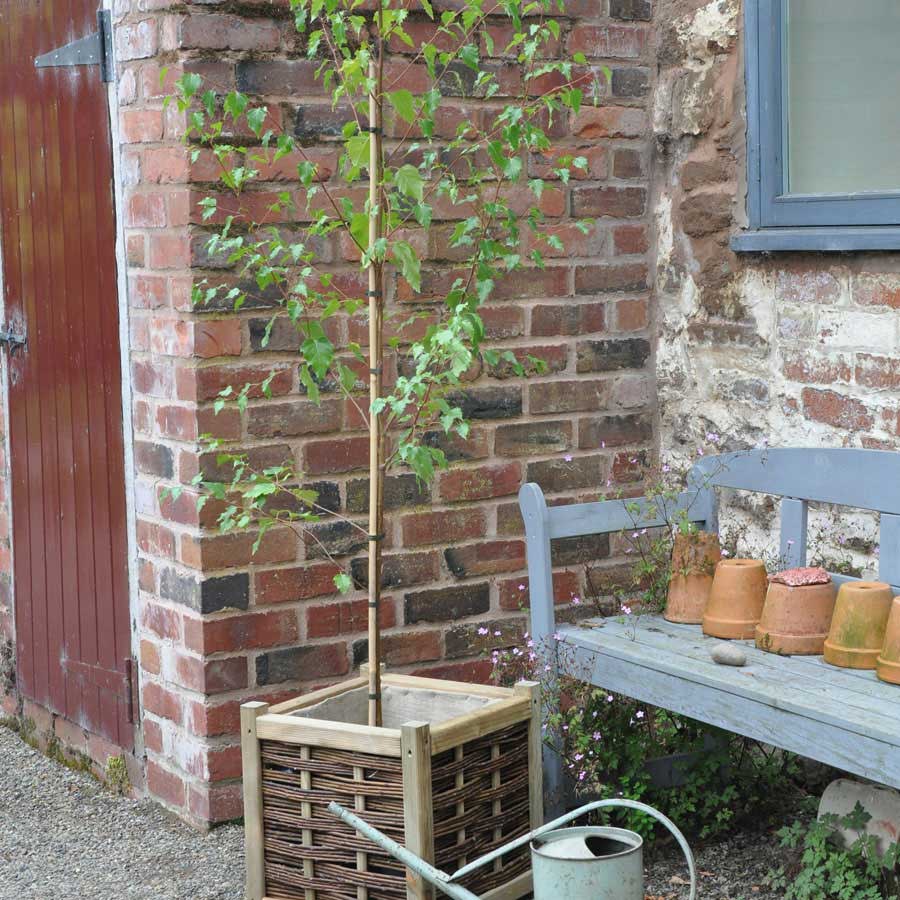 Medium sized silver birch tree next to watering can and bench