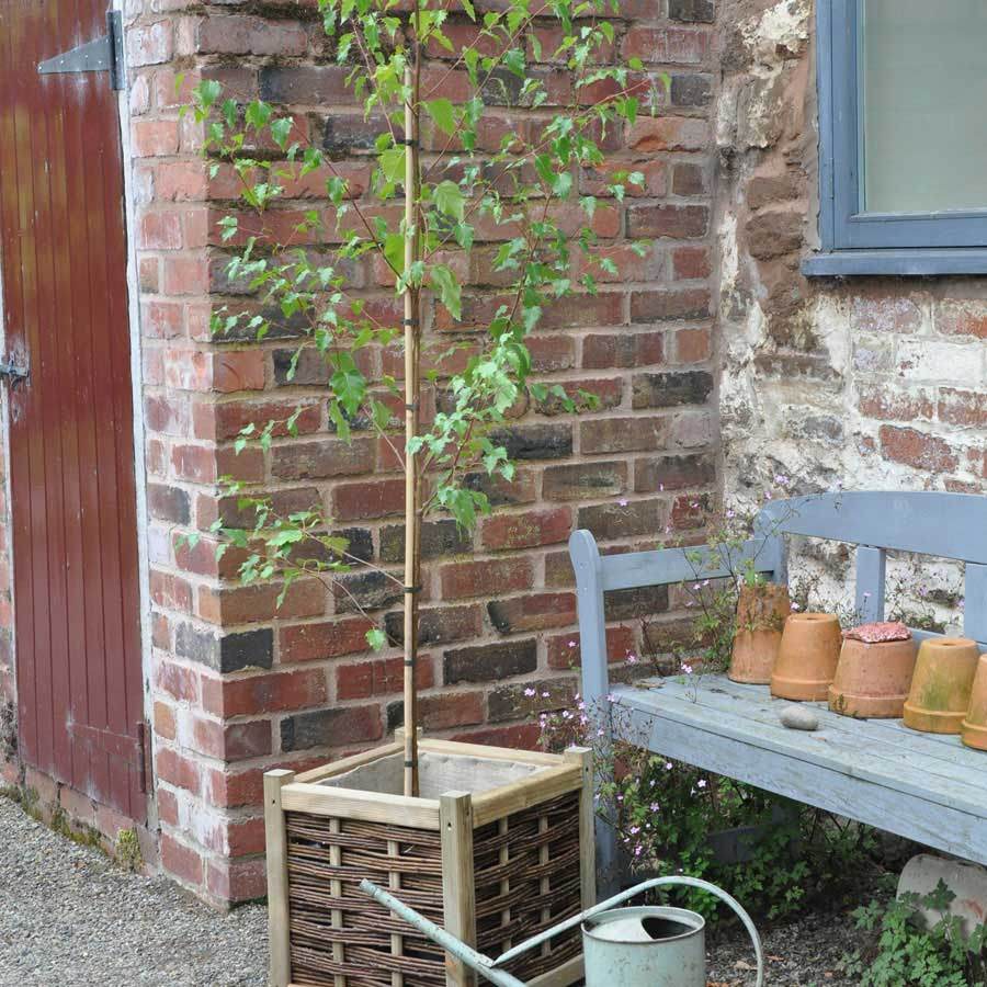Large Silver Birch Tree - Gardeners Club - Tree2mydoor
