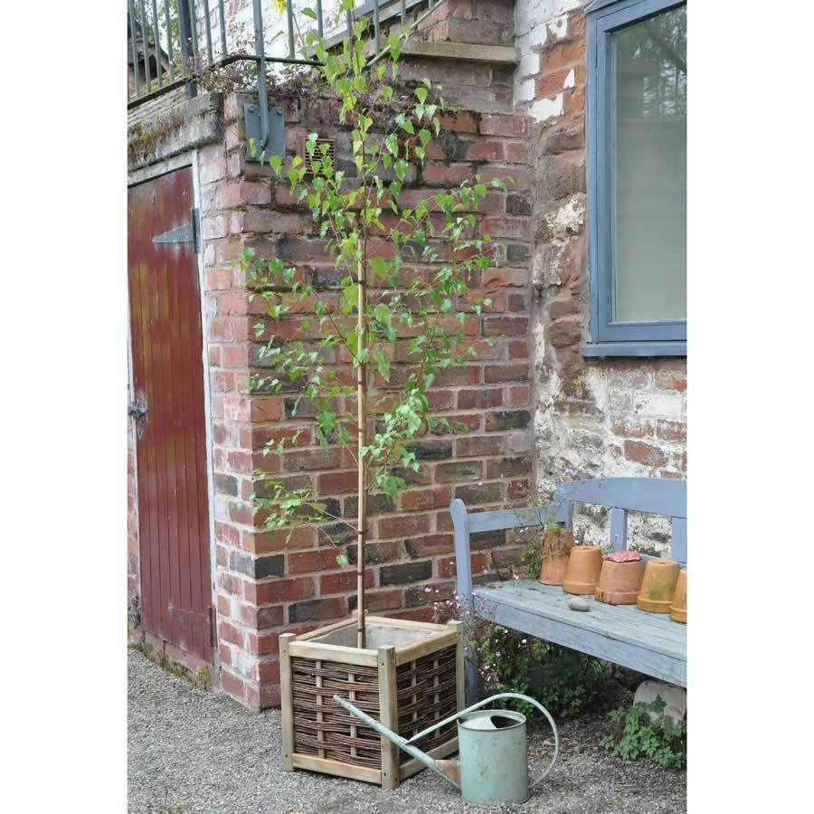 Large Silver Birch Tree - Gardeners Club - Tree2mydoor
