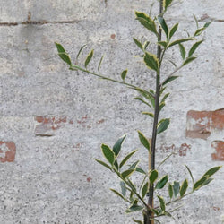 Handsworth New Silver Holly Tree - Gardeners Club - Tree2mydoor