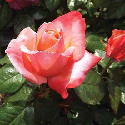 Silver Jubilee Rose Bush Gift
