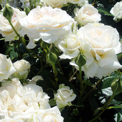 Silver Wedding Rose Bush Gift