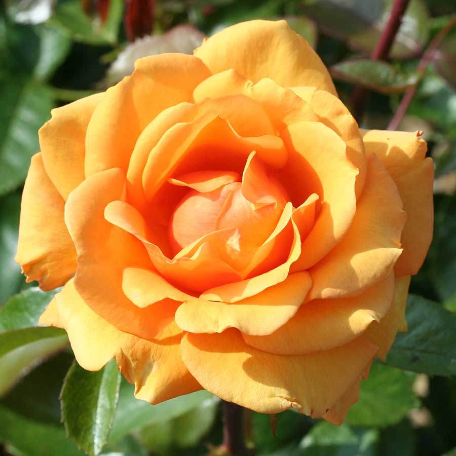 Simply the Best Rose Gift - Rose Bush Gift - Tree2mydoor