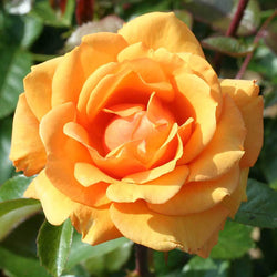 Simply the Best Rose Gift - Rose Bush Gift - Tree2mydoor