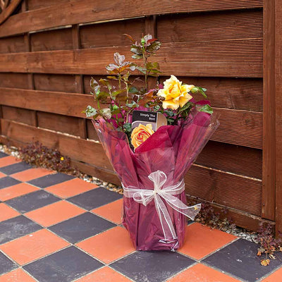Simply The Best Rose Bush Gift Wrapped