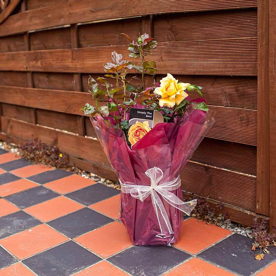 Simply the Best Rose Gift - Rose Bush Gift - Tree2mydoor