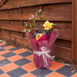 Simply the Best Rose Gift - Rose Bush Gift - Tree2mydoor