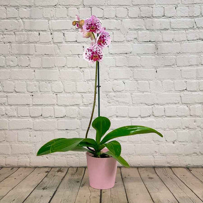 Single Stem Orchid