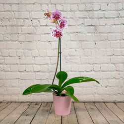 Orchid Plant Gift - Indoor Plant Gift - Tree2mydoor