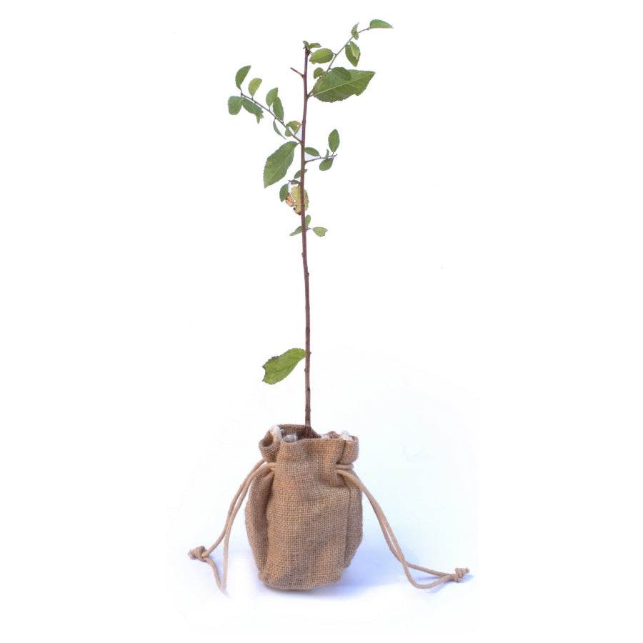 Sloe Bush Gift Sapling (20 to 60cm) - Native Tree Gift - Tree2mydoor