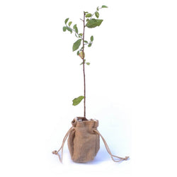 Sloe Bush Gift Sapling (20 to 60cm) - Native Tree Gift - Tree2mydoor