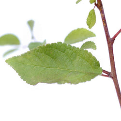 Sloe Bush Gift Sapling (20 to 60cm) - Native Tree Gift - Tree2mydoor
