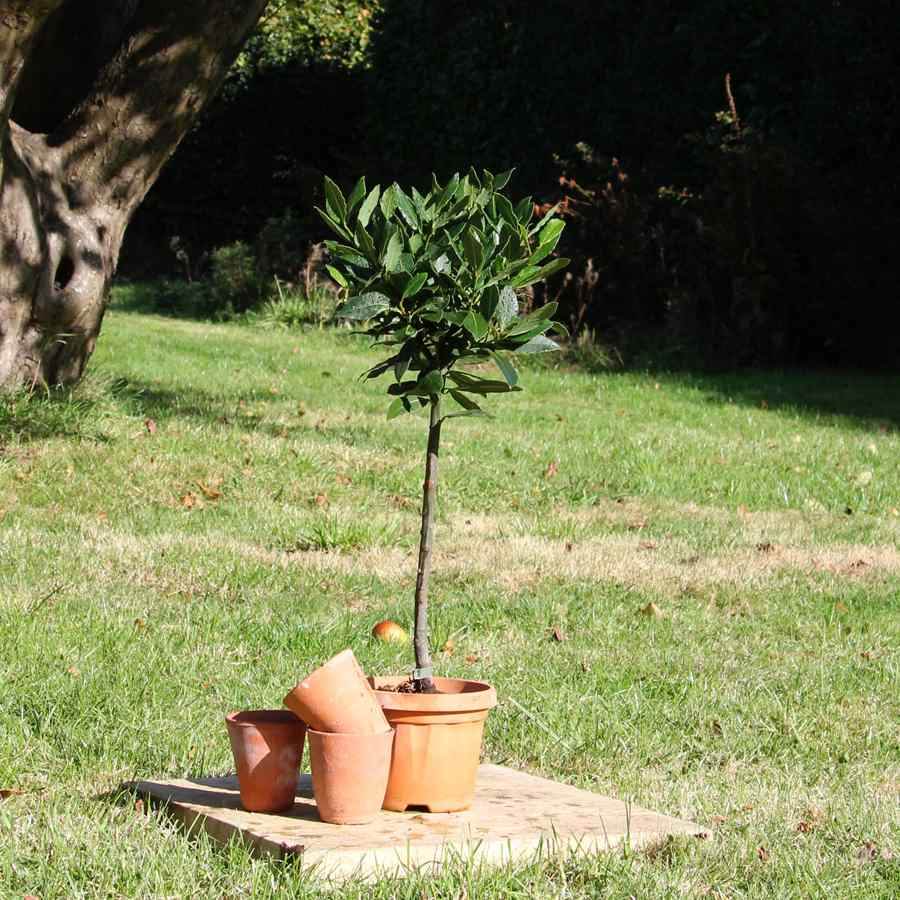 The Bay Tree Gift Small (2.5L pot, 50cm height) - Bay Tree Gift - Tree2mydoor