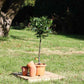 Buy a Small Bay Tree