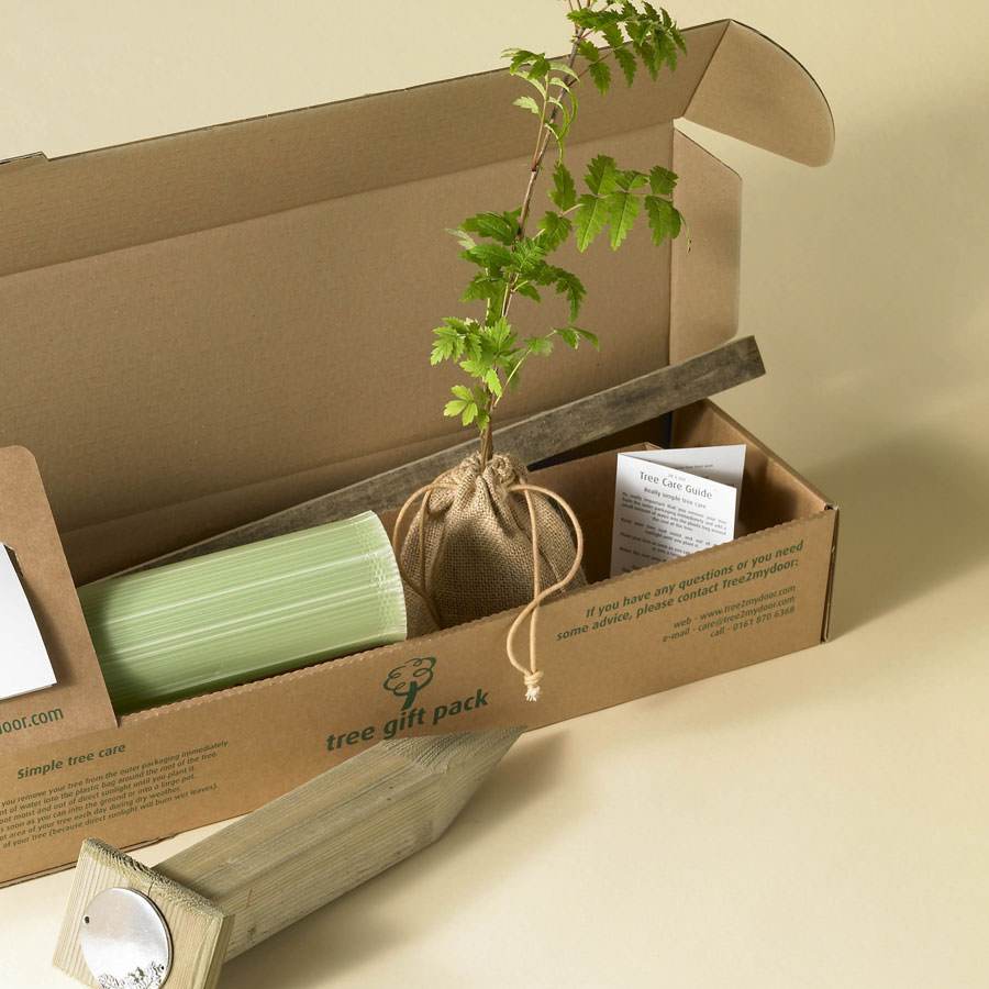 Small Ceremonial Tree Gift Pack Hazel Tree / Plaque - No Engraved Message - Tree Gift Pack - Tree2mydoor