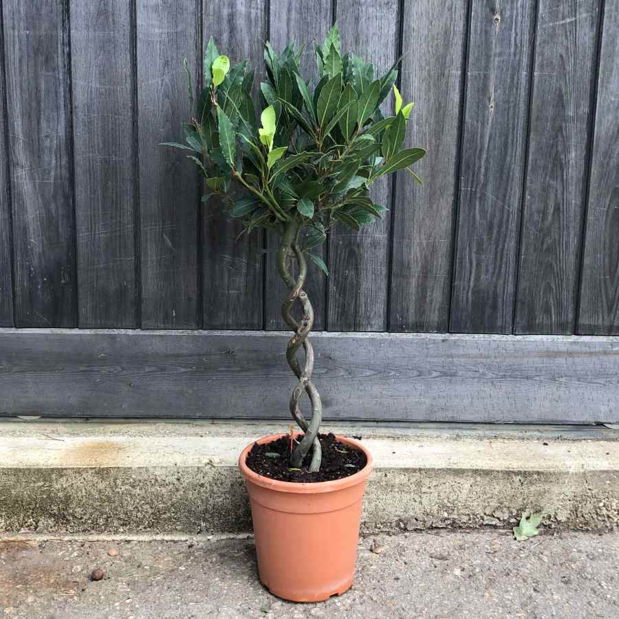 The Double Corkscrew Bay Tree Gift Small (5L pot, 50cm height) - Bay Tree Gift - Tree2mydoor