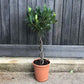 Double Spiral Bay Tree for Sale