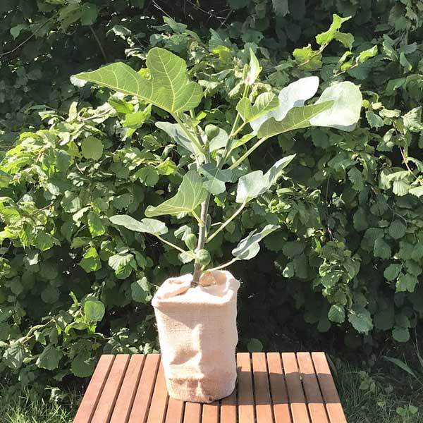 Small Fig Tree Gift - Fruit Tree Gift - Tree2mydoor