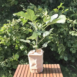 Small Fig Tree Gift - Fruit Tree Gift - Tree2mydoor