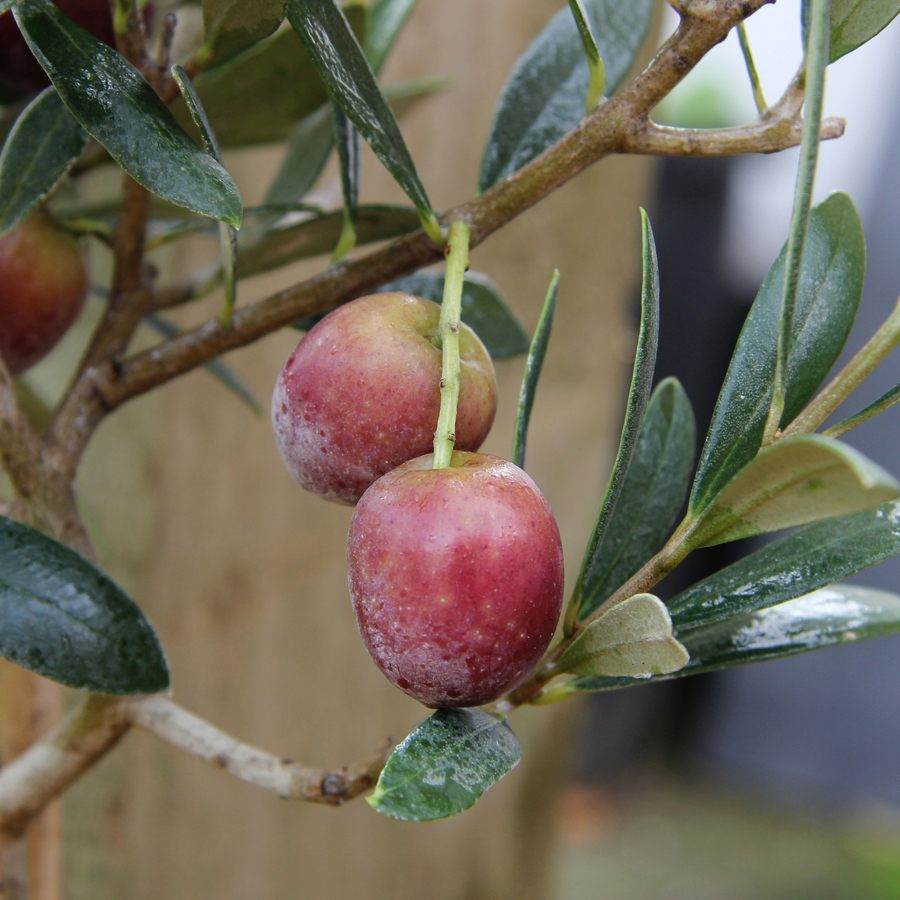 Pair of Small Olive Tree Gifts - Olive Tree Gift - Tree2mydoor