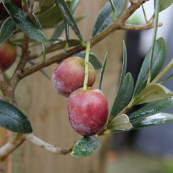 Pair of Small Olive Tree Gifts - Olive Tree Gift - Tree2mydoor