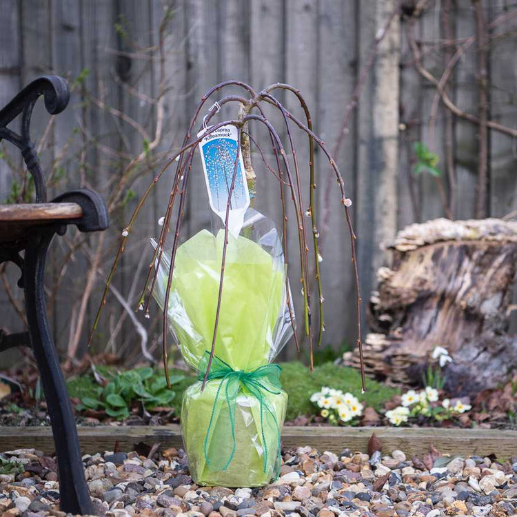 Gift Wrapped Small Weeping Willow Tree