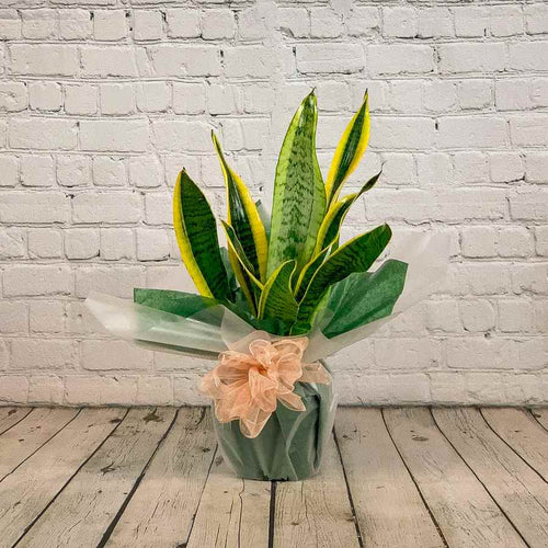 snake plant gift delivery Snake Plant Gift