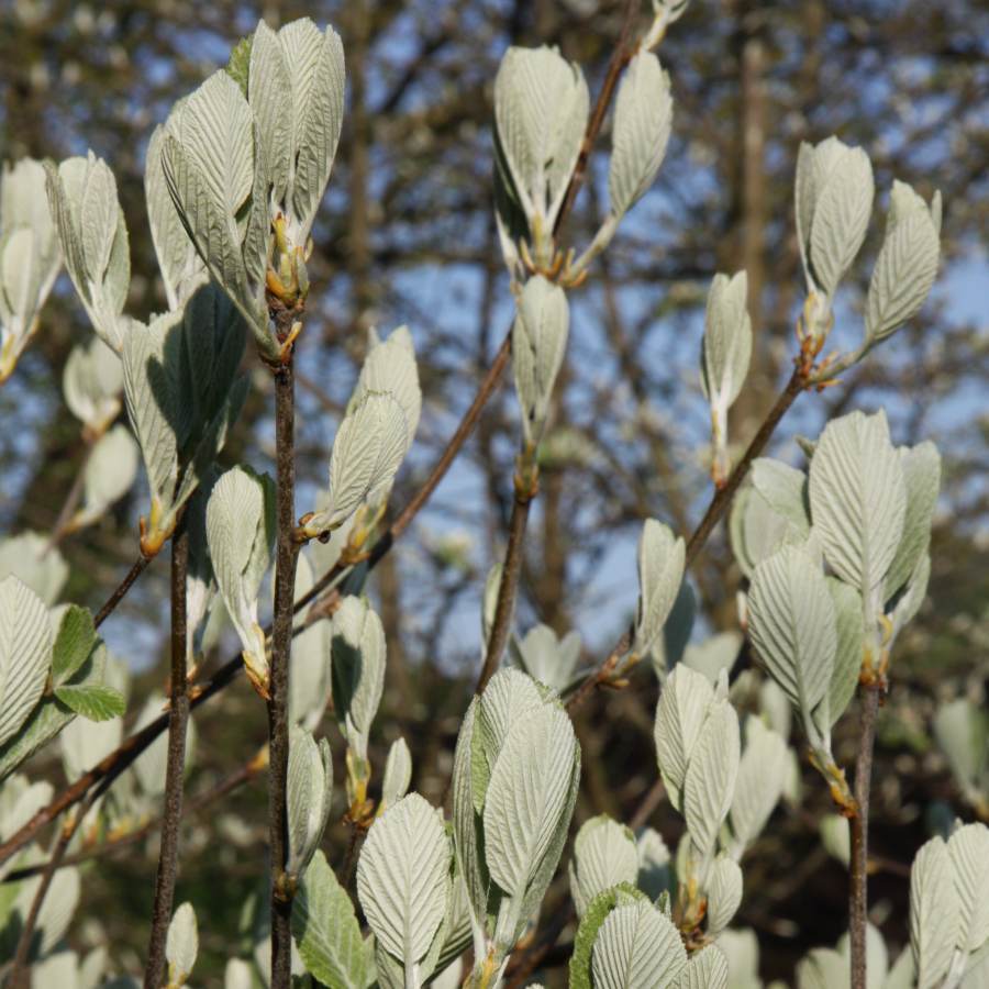 12L Sorbus aria 'Lutescens' 1.5m - Gardeners Club - Tree2mydoor