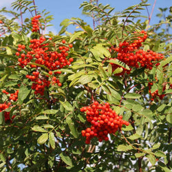 12L Sorbus aucuparia 1.5m - Ornamental Tree - Tree2mydoor