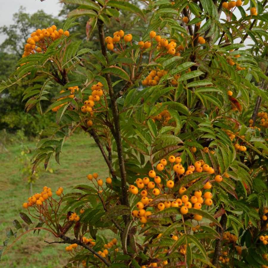 12L Sorbus Autumn Spire ® (Flanrock) 1.5m - Gardeners Club - Tree2mydoor