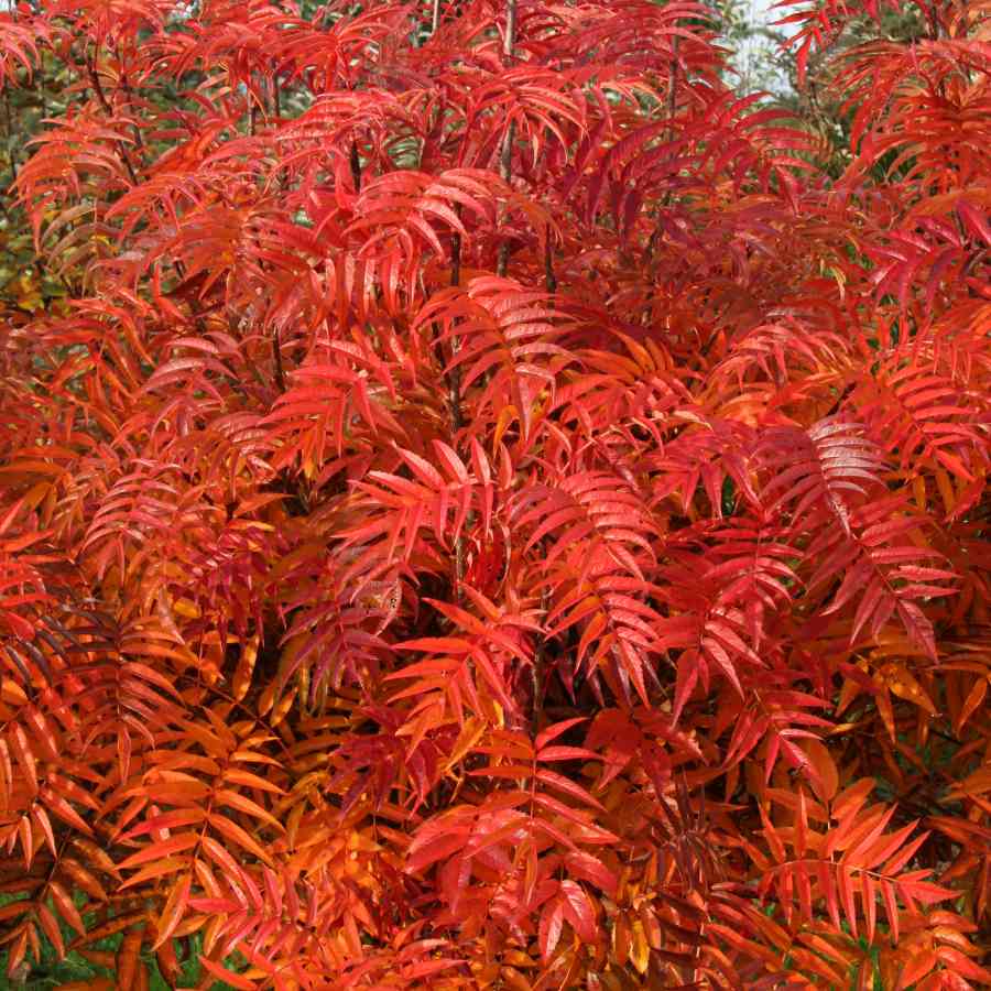 Buy Sorbus ulleungensis 'Olympic Flame'
