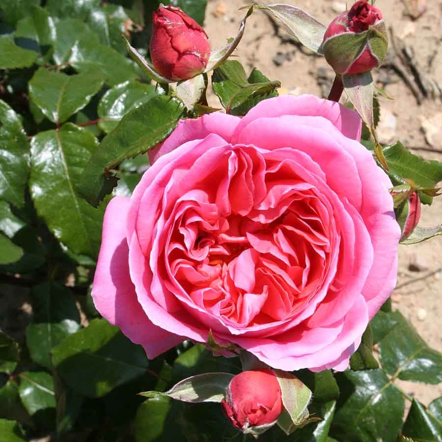 Special Anniversary Rose Bush Gift - Rose Bush Gift - Tree2mydoor