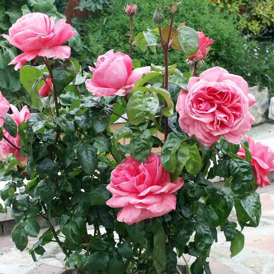 Special Anniversary Rose Bush Gift - Rose Bush Gift - Tree2mydoor