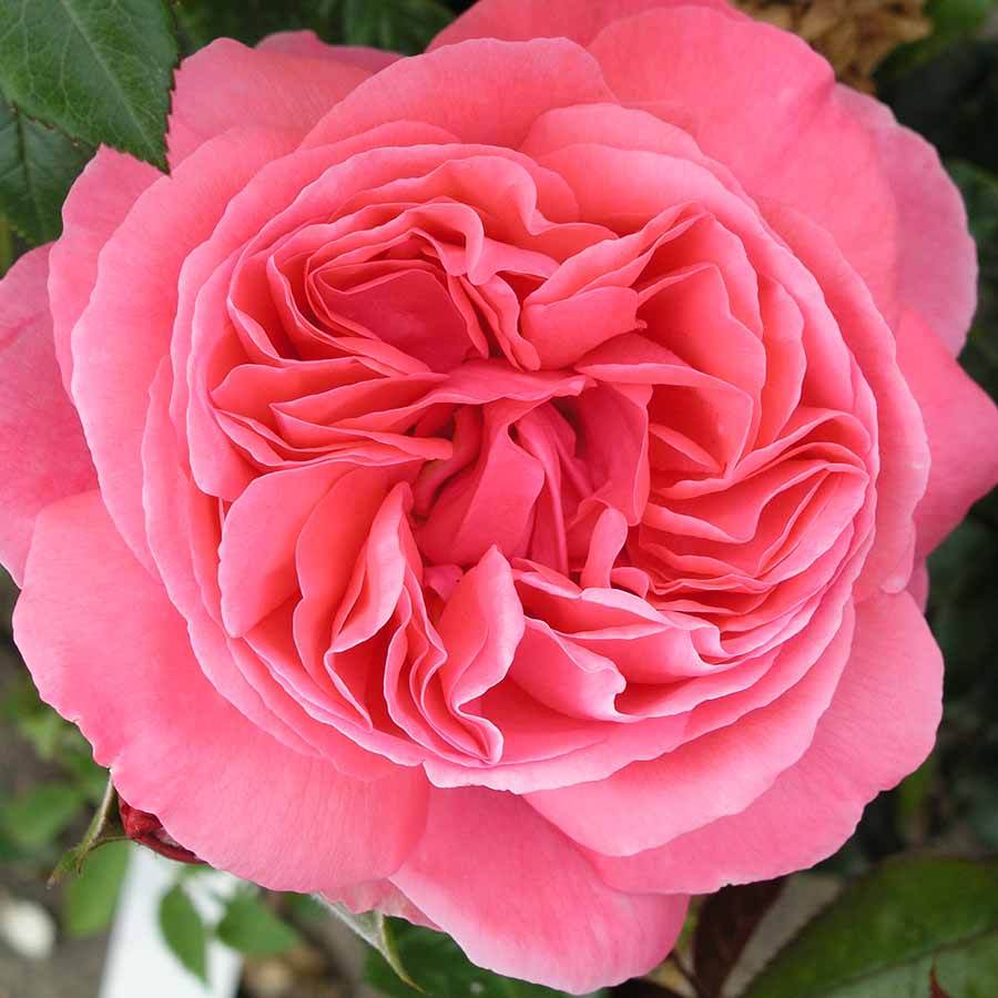 Special Anniversary Rose Bush Gift | High Quality