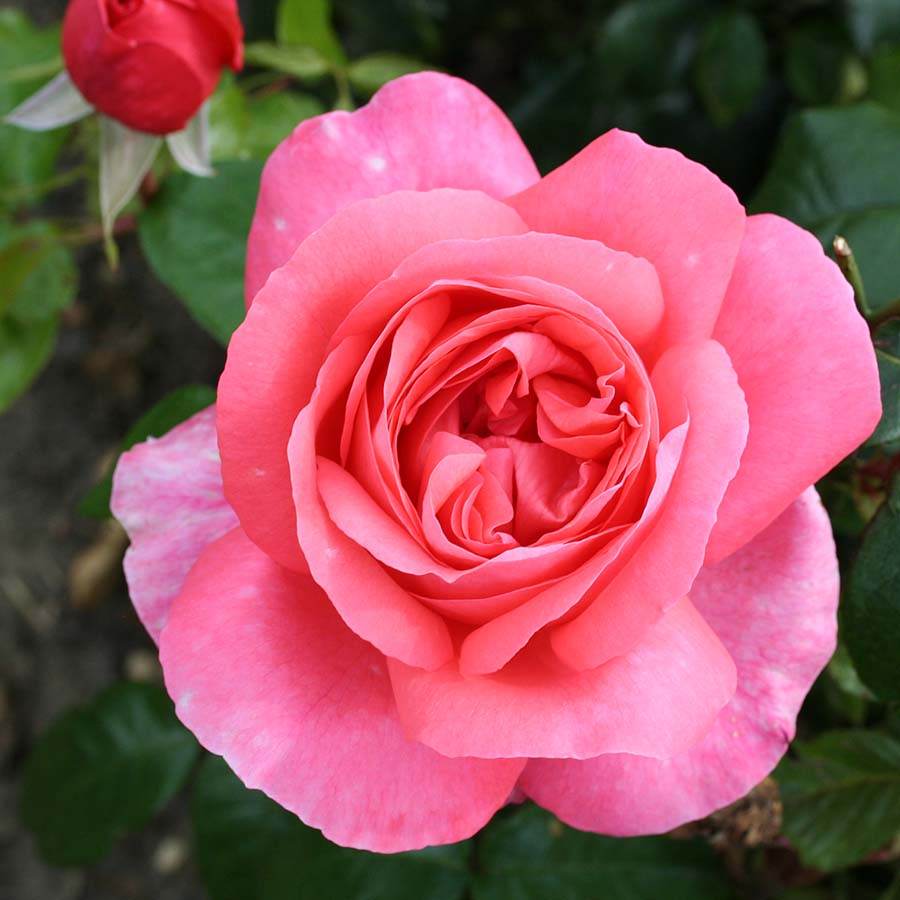 Special Anniversary Rose Bush Gift - Rose Bush Gift - Tree2mydoor