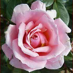 Special Anniversary Standard Rose Gift - Rose Bush Gift - Tree2mydoor