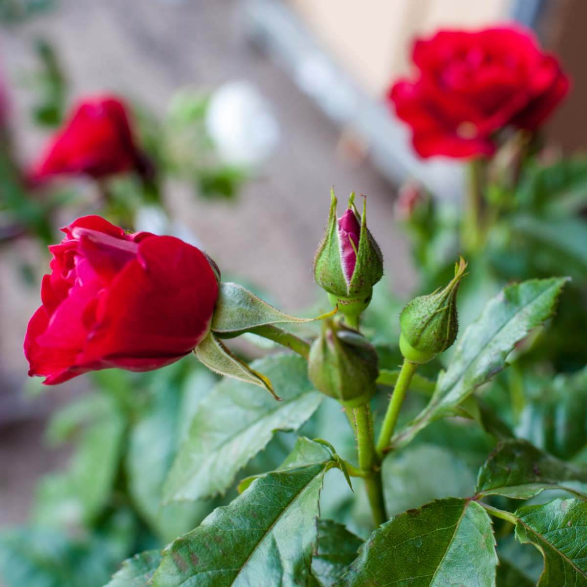 Dad Rose Special Dad Rose Bush Gift | Send a Long Lasting Gift to Dad – Tree2mydoor