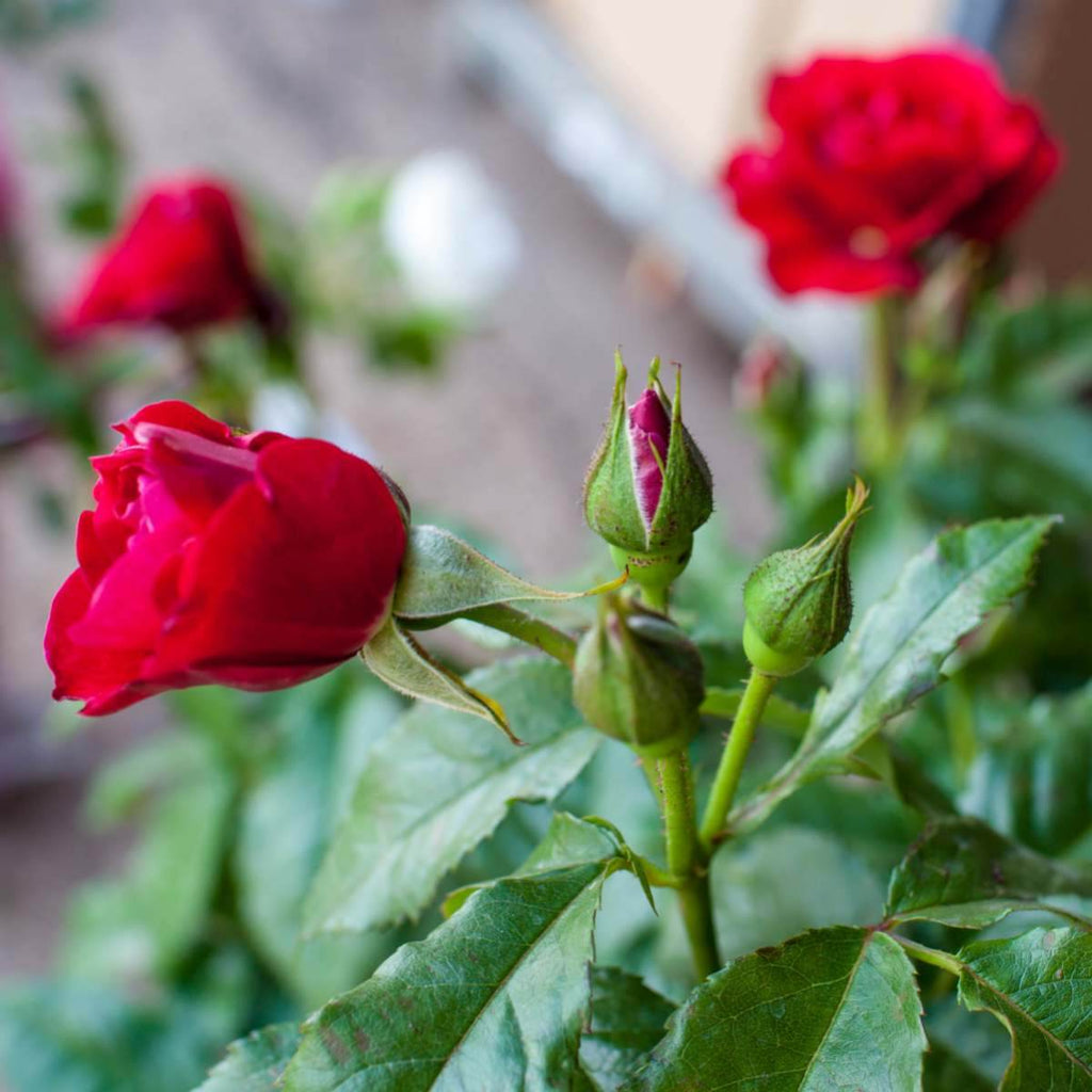 Special Dad Rose Bush Gift - Rose Bush Gift - Tree2mydoor