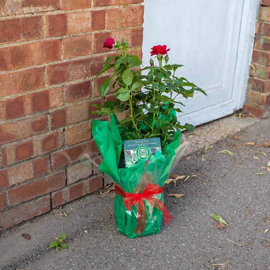 Special Dad Rose Bush Gift - Rose Bush Gift - Tree2mydoor