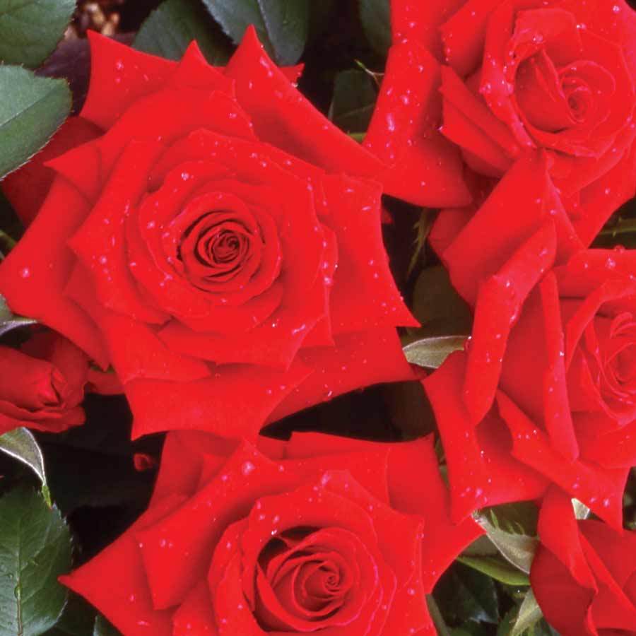 Special Dad Standard Rose Gift - Rose Bush Gift - Tree2mydoor